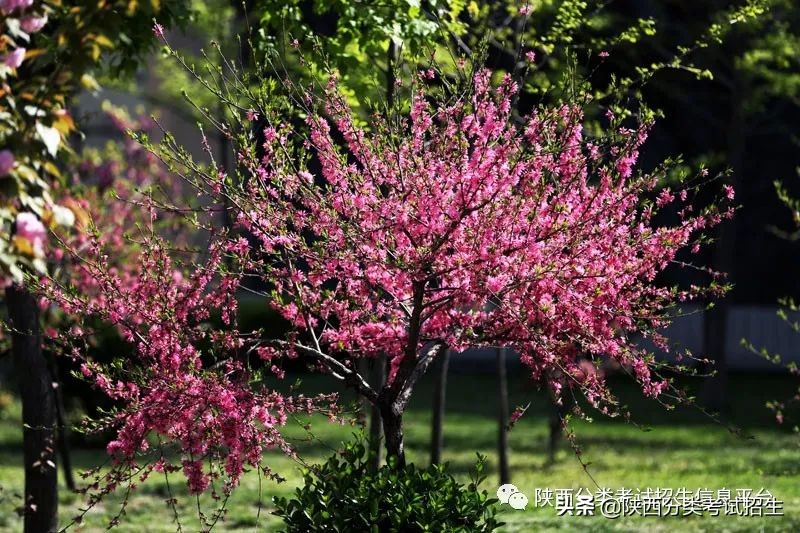 西安-丝路新韵 华夏故都 | 西安职业技术学院