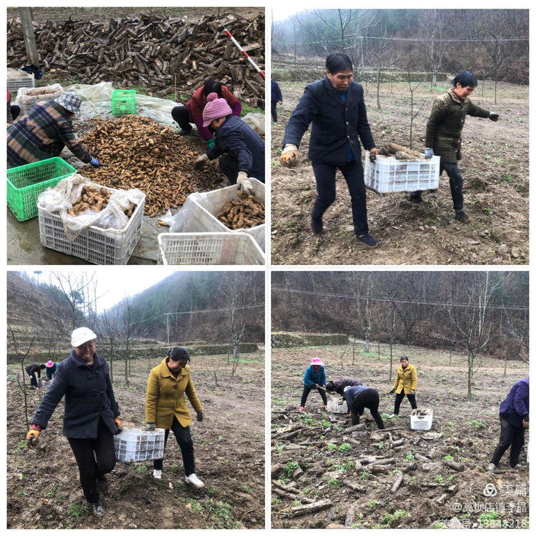 陜西山陽（高壩產業振興）又到收獲季   天麻喜增收