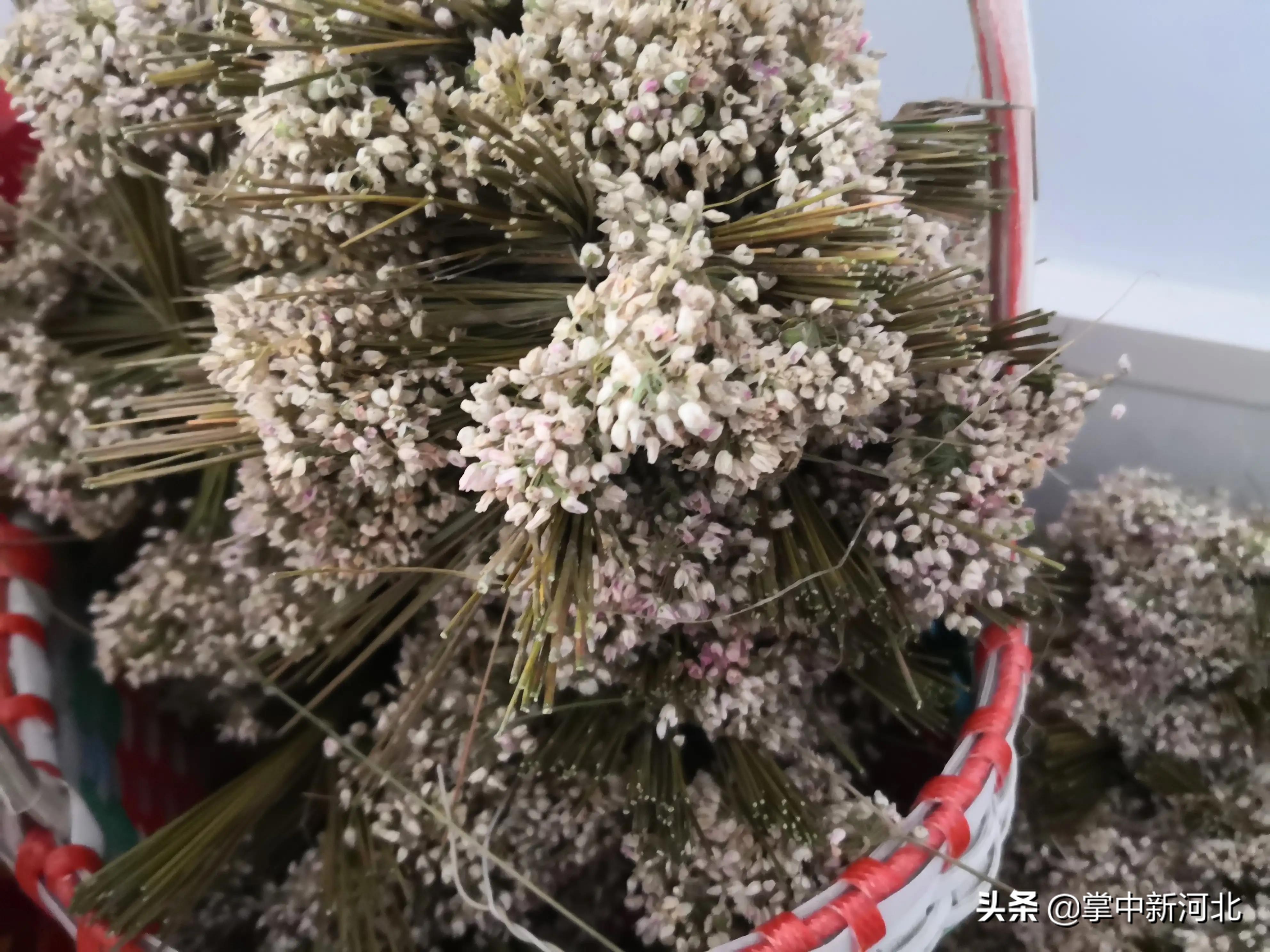 慶祝第四屆中國豐收節活動在邢臺信都區太子井鄉特色農品展舉行