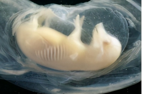 母猪胚胎死亡三大高峰期及原因分析
