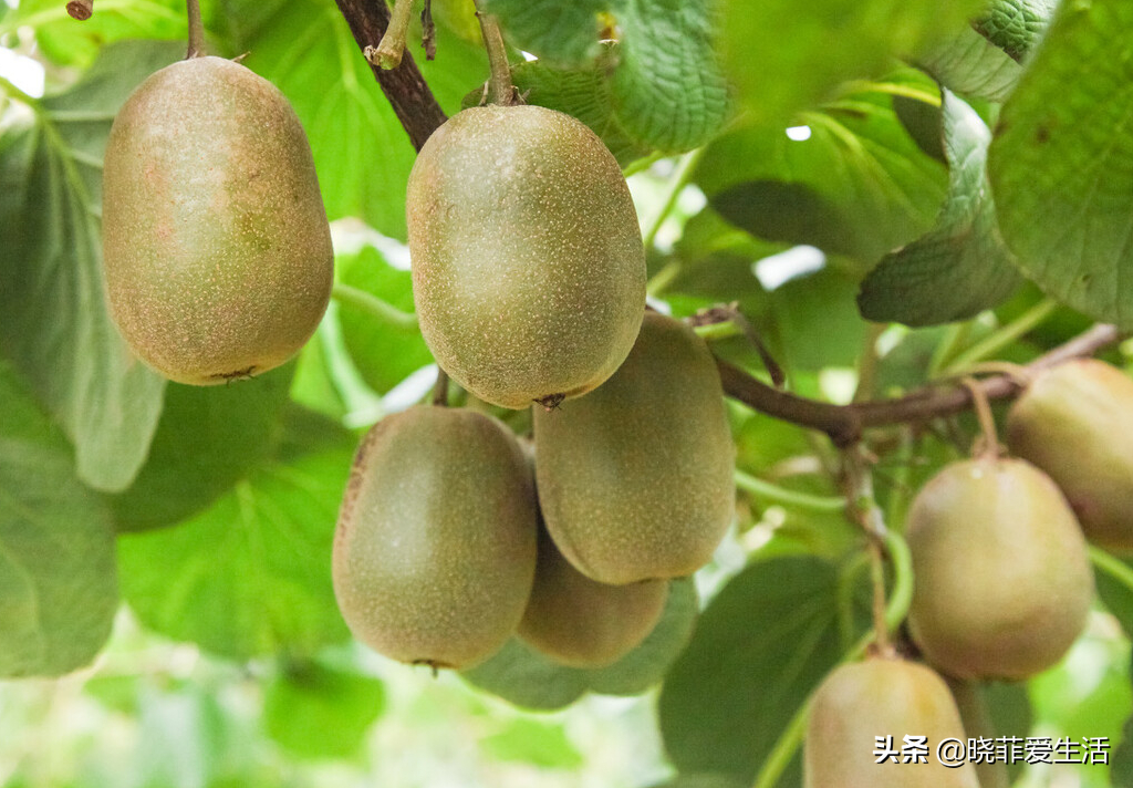 你還在買果樹苗嗎 水果籽處理後 種在花盆裡 賞花吃果2不誤 曉菲愛生活 Mdeditor