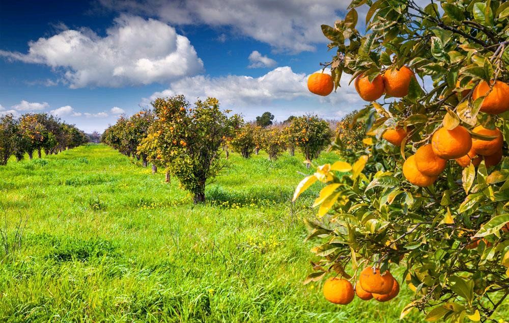 青山绿水是农村，袅袅生烟也是农村。农民：专