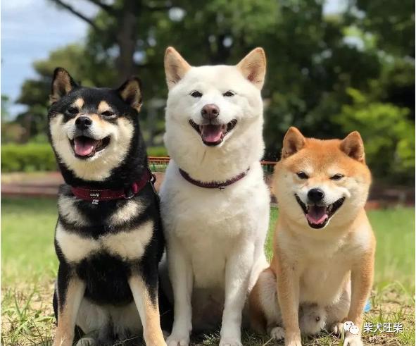 柴犬和豆柴有什麼本質區別嗎 資訊咖