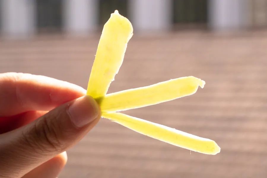 我淘到的这22种新奇水果，你不可能全吃过