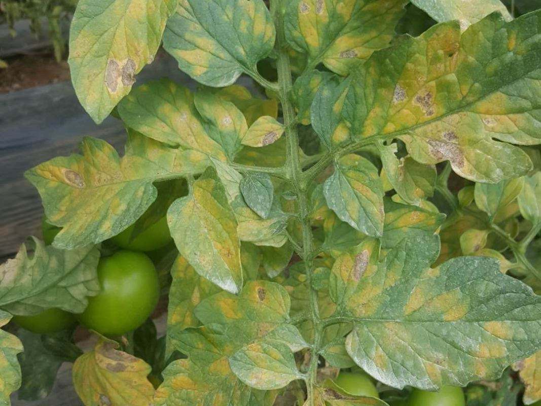 大棚湿度大光照差温度低当心这俩霉防治措施如下