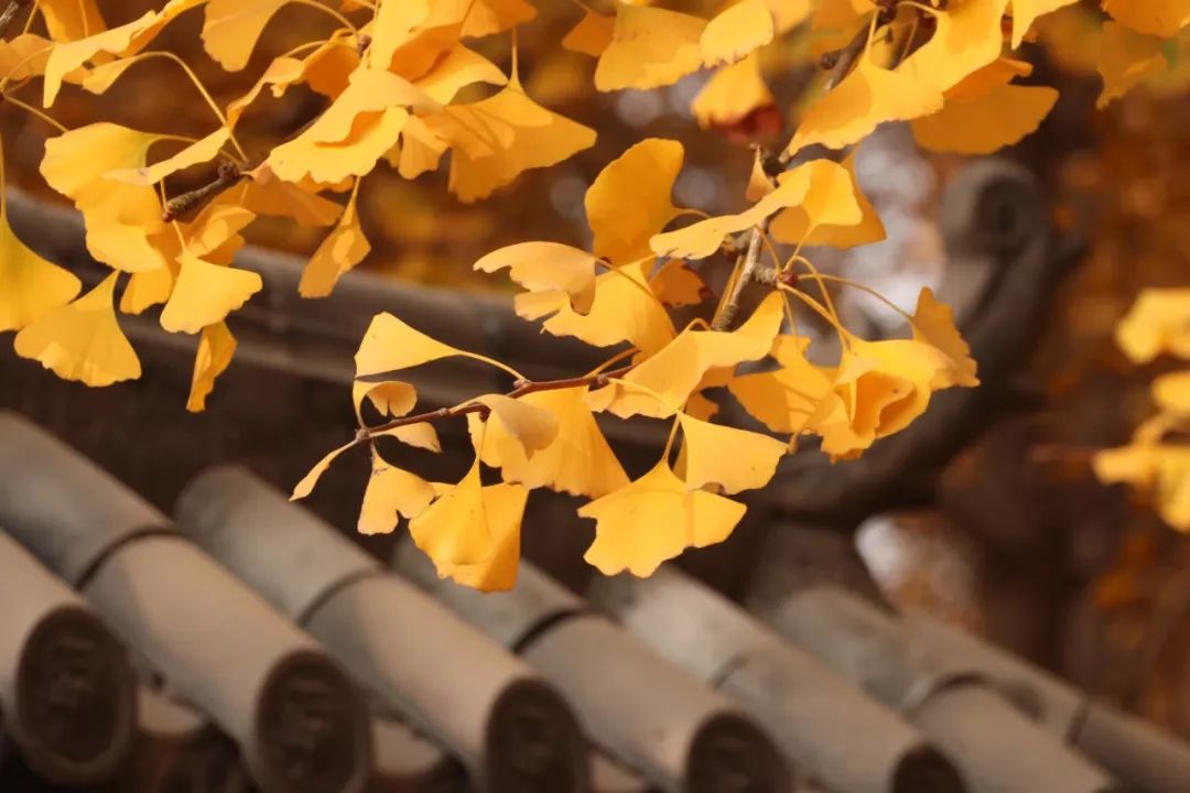 Have you seen the Ginkgo Tunnel?  Transformed into a golden ocean in November, more spectacular than Tengchong, more dreamy than Beijing