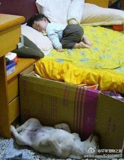 人类已经无法阻止宠物狗了……