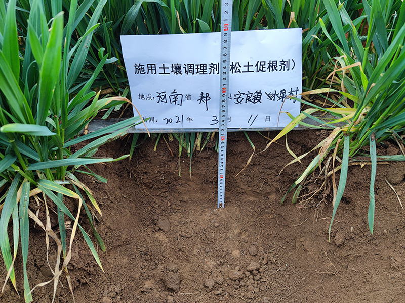 土壤調理劑松土促根劑作用于土壤，重點表現于耕層環境及作物根系