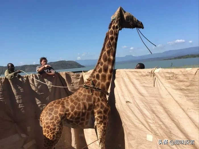 因水位每天上漲15厘米，九隻長頸鹿被困孤立島嶼，麵積僅8英畝