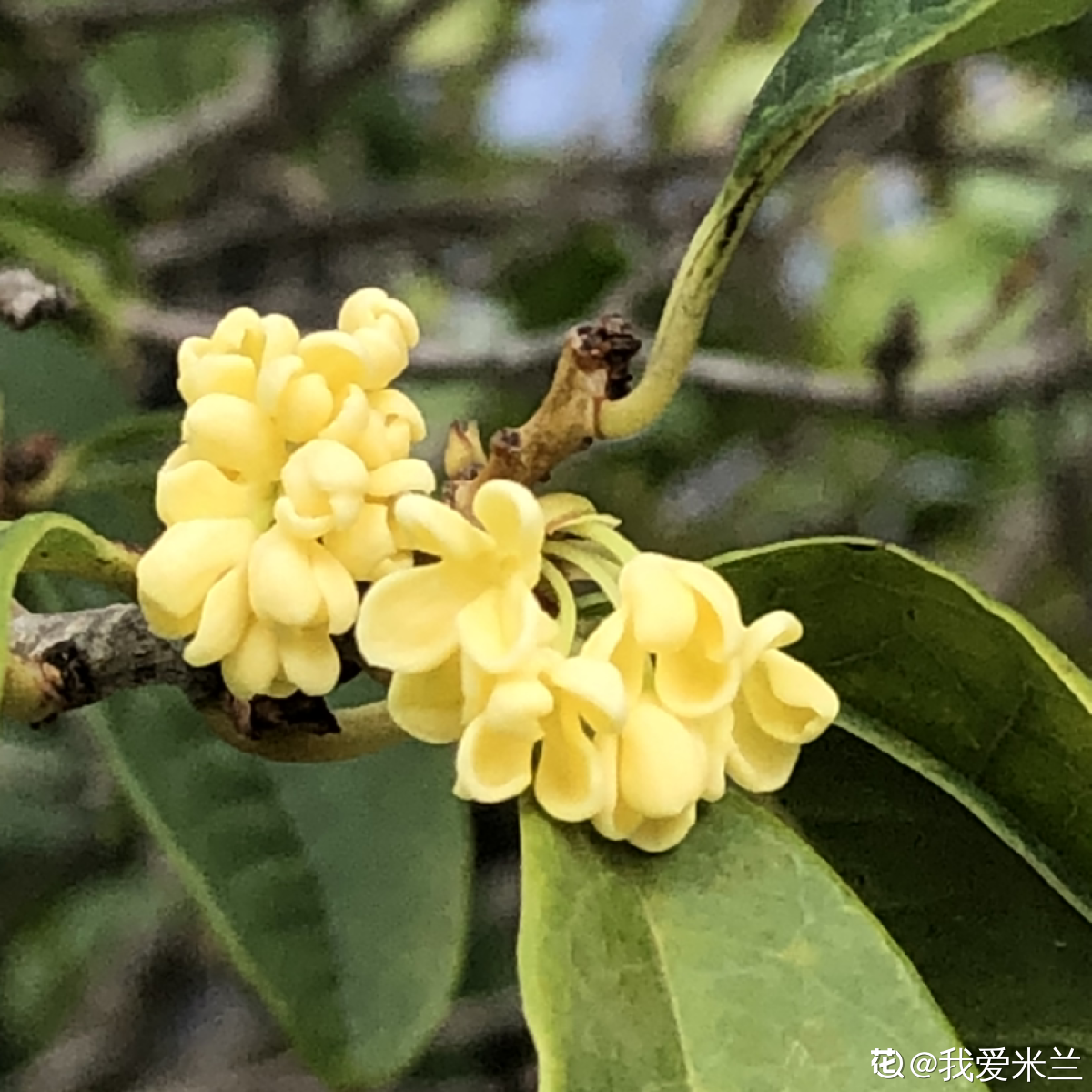 養(yǎng)4種植物堪稱“投資”，養(yǎng)得越久，價值翻好幾倍