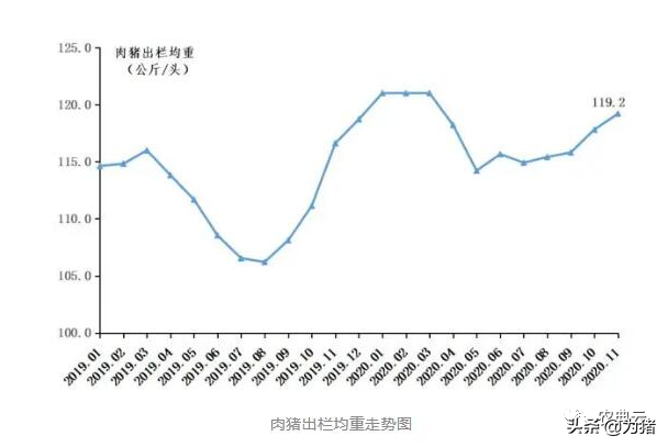 最新！自繁自养头均盈利1538元，仔猪价格每头降至1106元