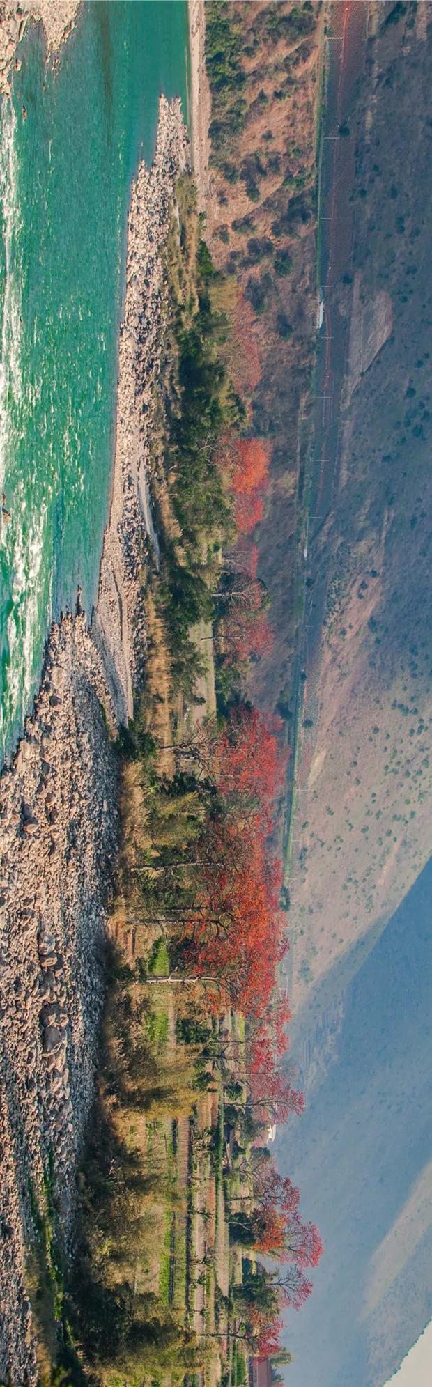 木棉|云南保山木棉花开 火红的木棉花沿江怒放在江水的映衬下格外夺目