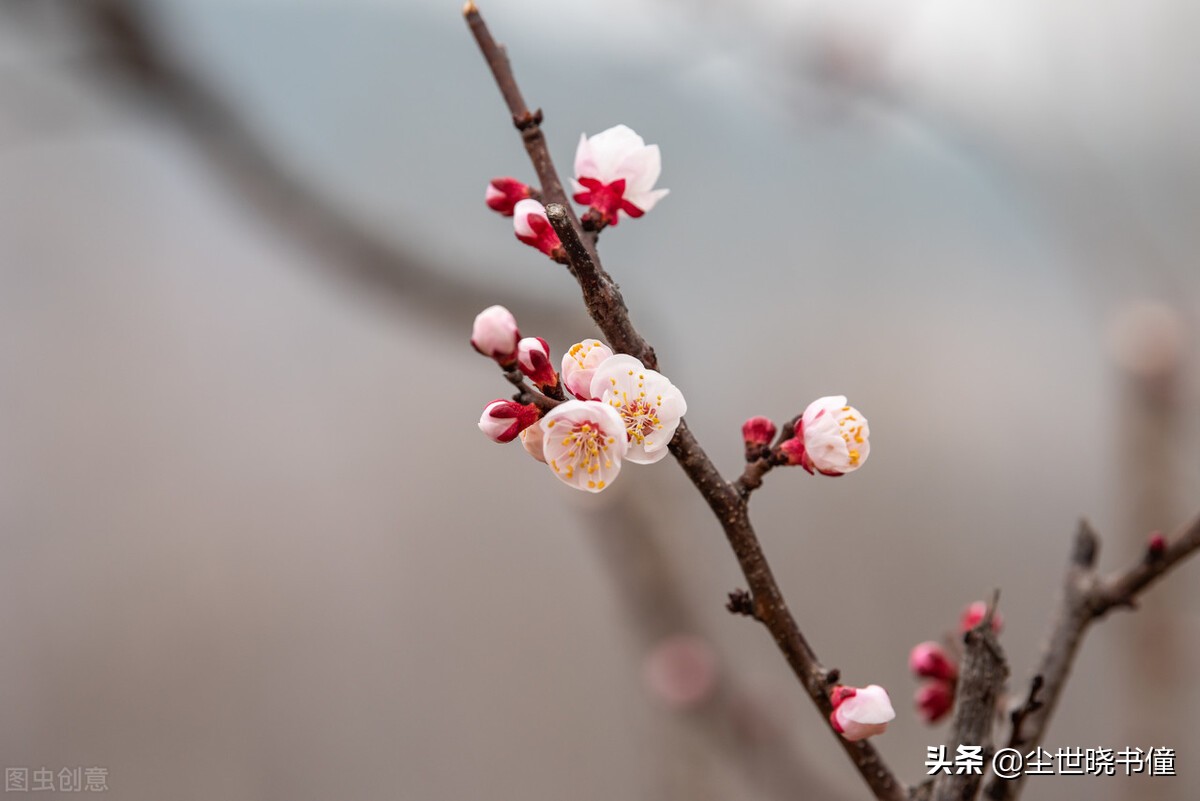 王安石这首诗短小精悍，不仅写得很美，同时还有着悲天悯人的情怀-第4张图片-非凡网