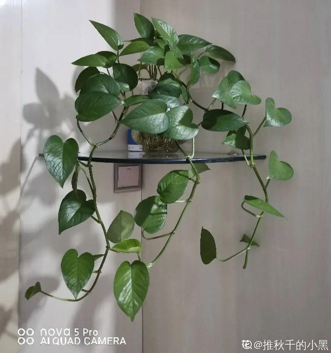 純水養花長不大，加點泥巴土，長滿新葉子