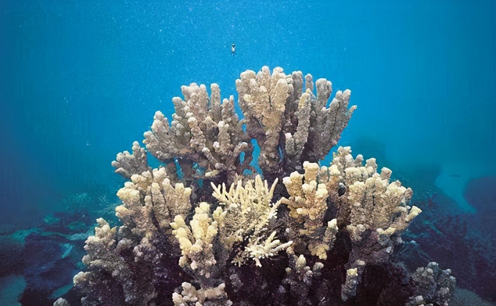 又想拉中國背鍋？ 南海放射性物質升高，菲律賓卻一口咬定是中方