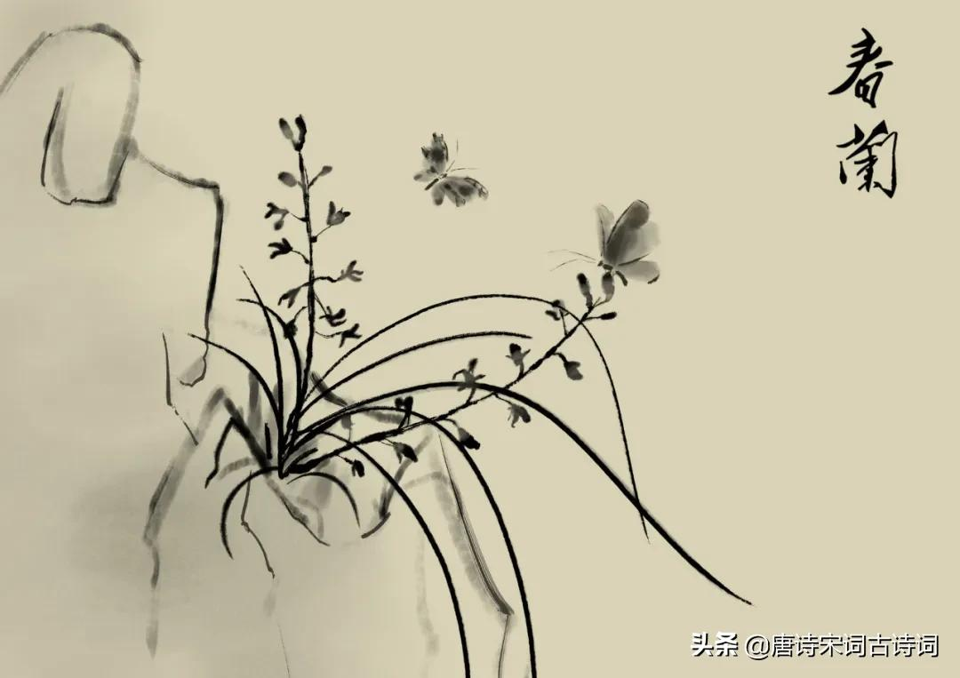 春兰如美人,不采羞自献-第2张图片-非凡网 春兰如美人,不采羞自献-第2张图片-非凡网