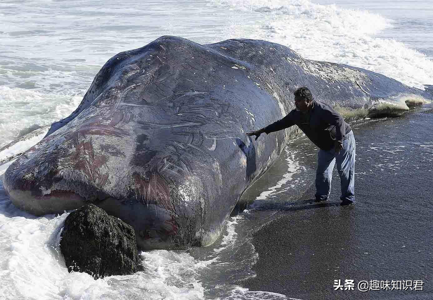 每日科普：新鮮出爐的冷知識分享