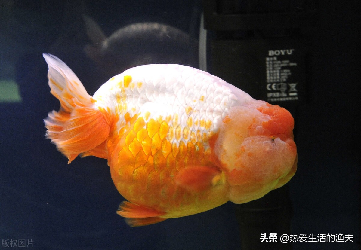 金魚白斑病