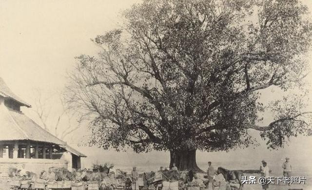 1922年的西双版纳的景洪老照片 一览百年前西双版纳美丽风景