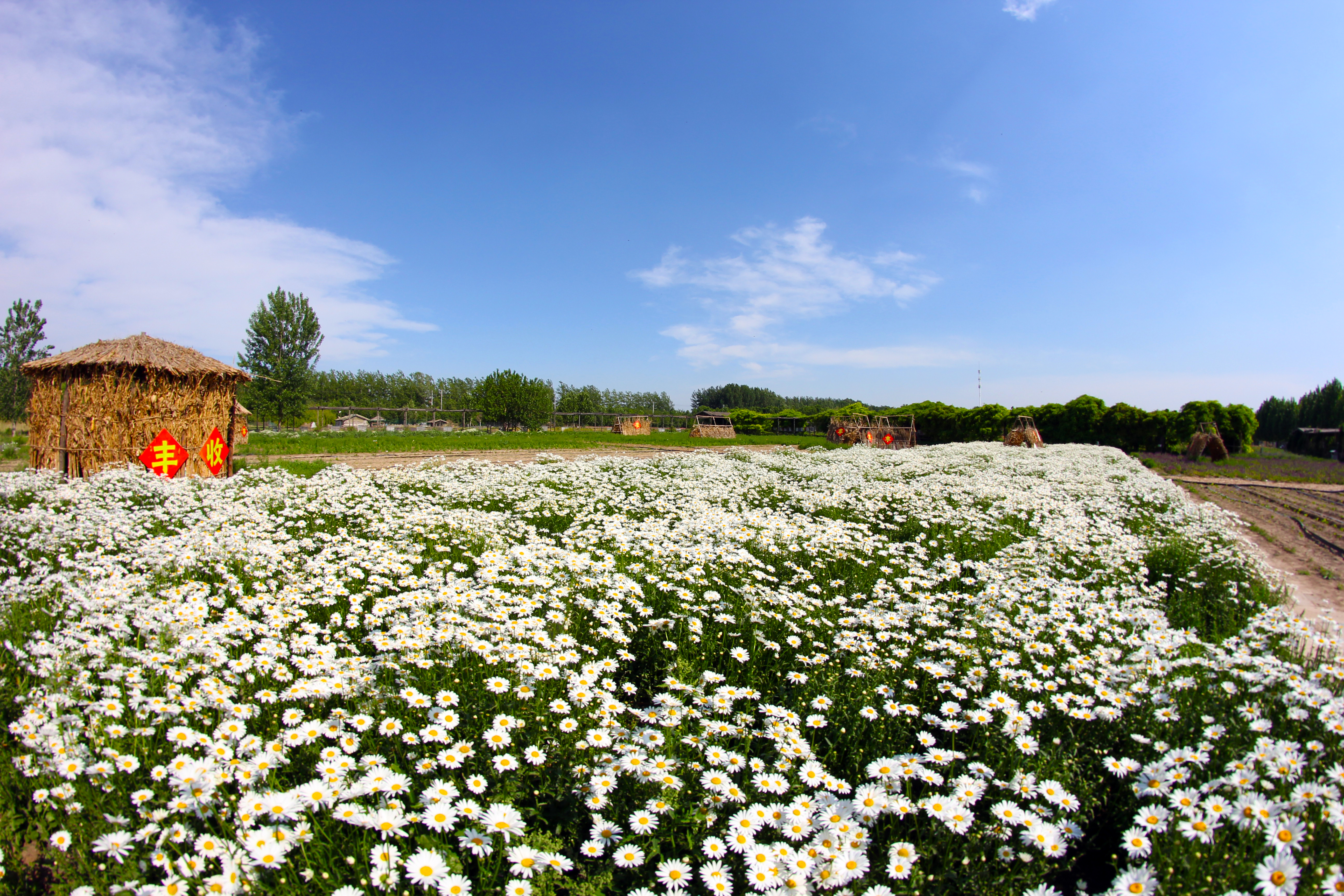 北京包場賞花祕境 景色堪比普羅旺斯 美得讓人窒息 旅行看風景 Mdeditor