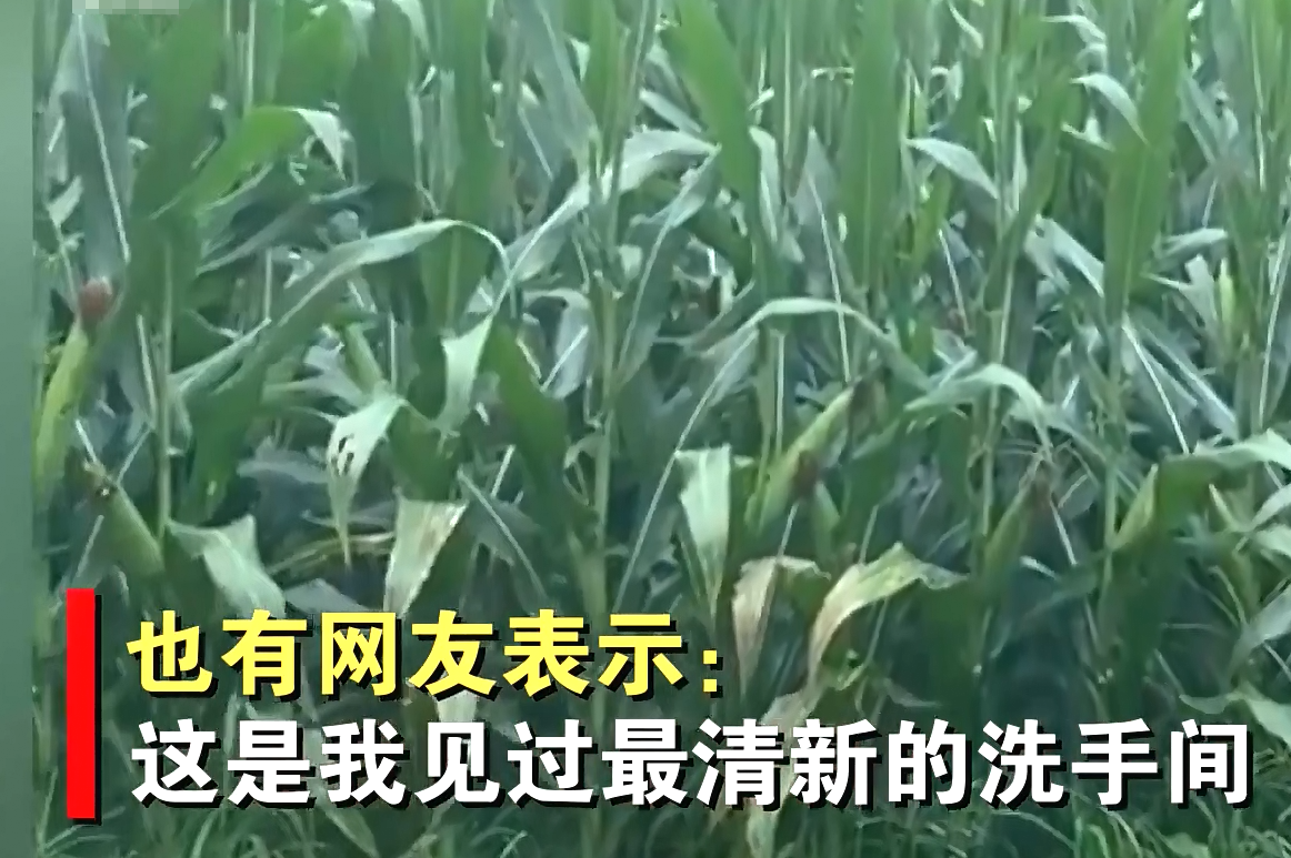 男子在饭店里上厕所，打开门之后竟是一片玉米