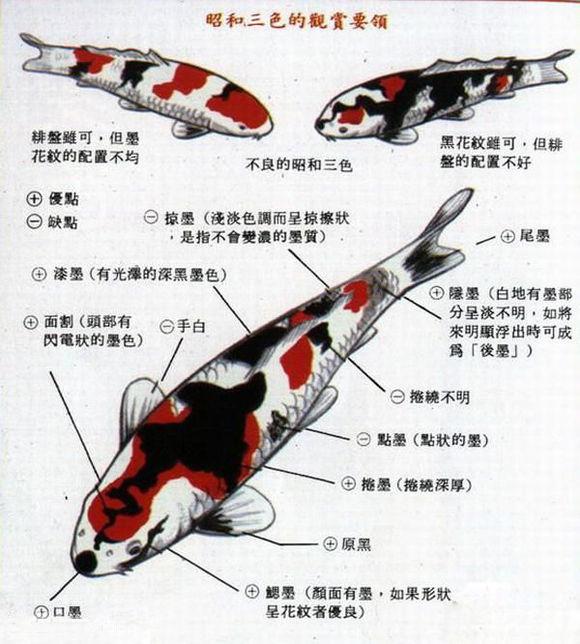 史上最完整的锦鲤品种科普！教你如何辨别不同品种的锦鲤