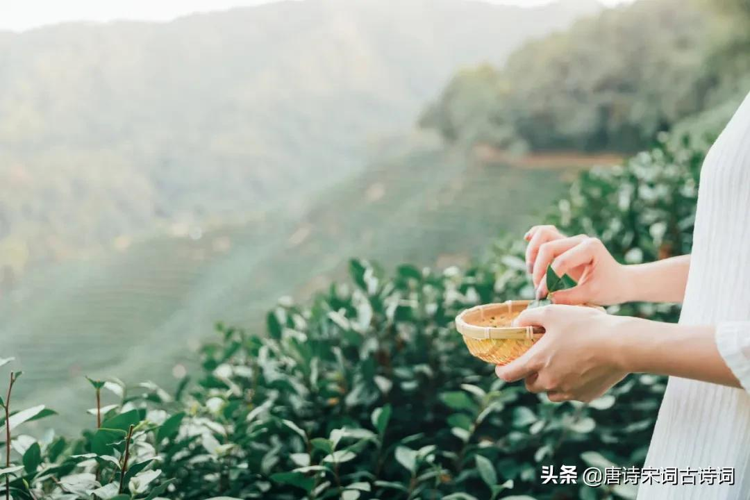 夏日饮茶！-第1张图片-诗句网