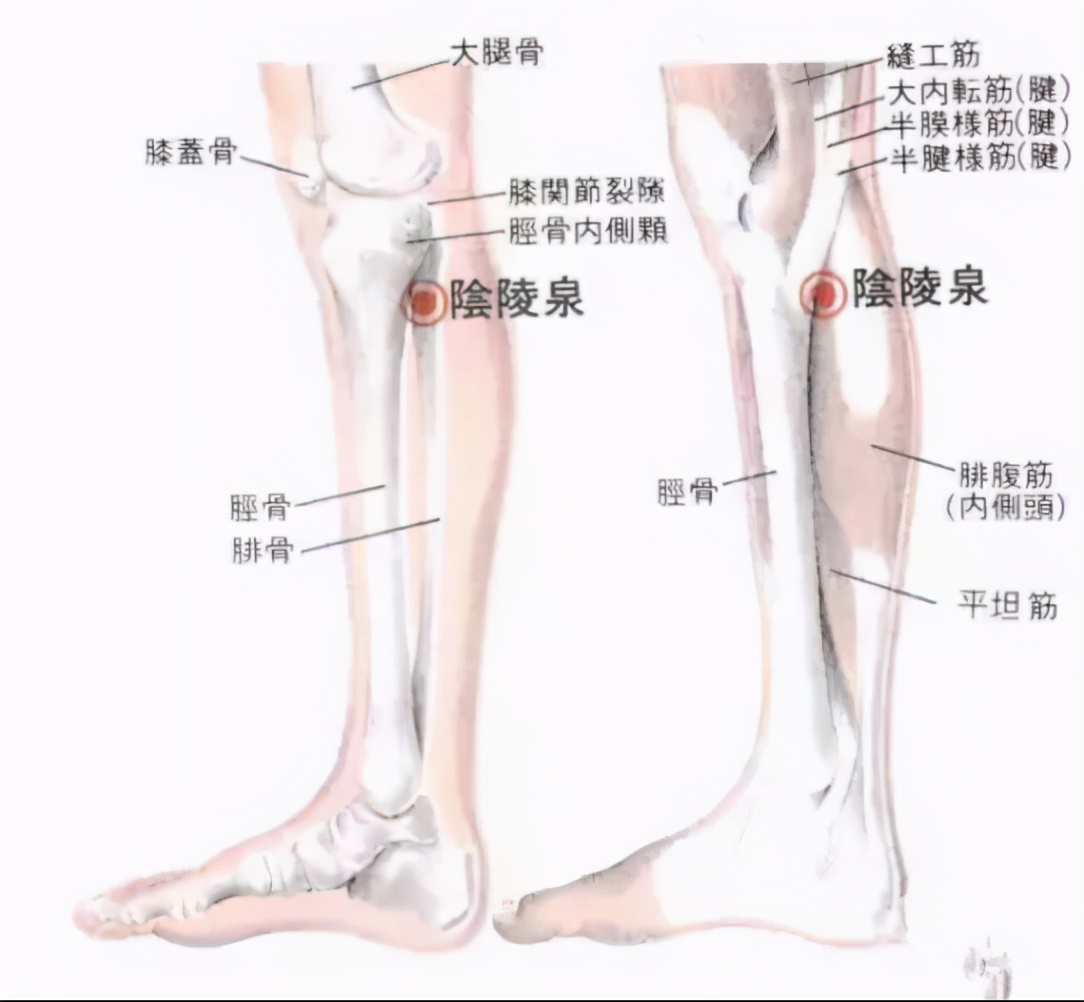 昨天小满，最适合祛湿清火、泄浊气、提高身体运作的能力-第1张图片-农百科