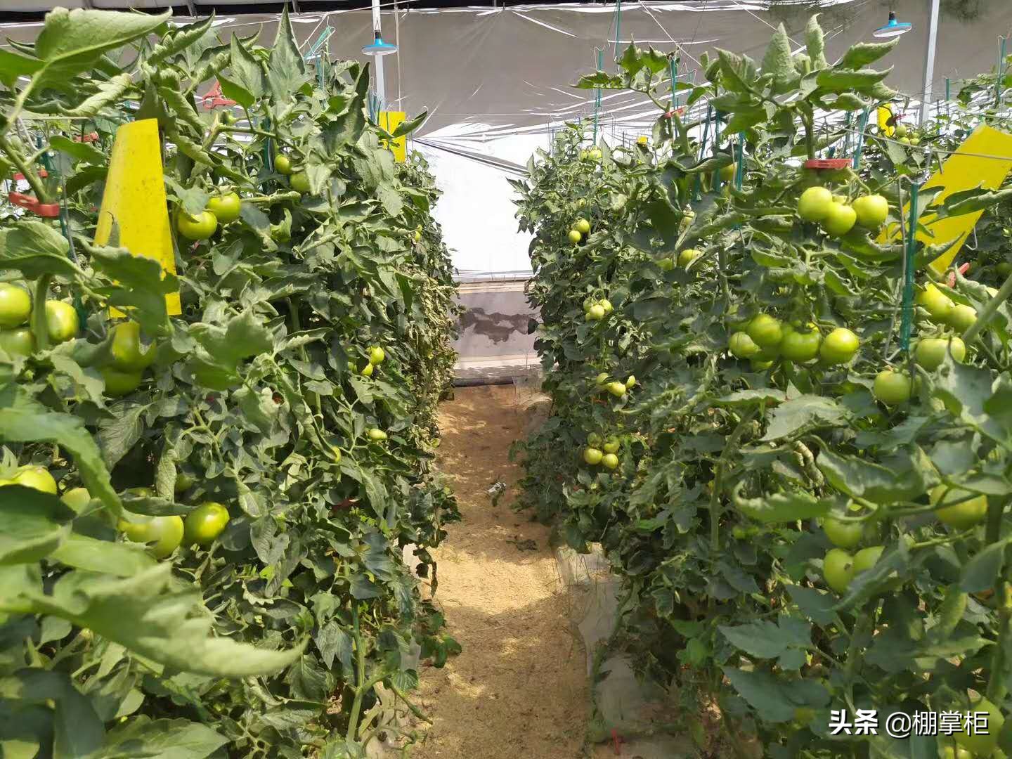 要想大棚西红柿长得好，还得用专业知识