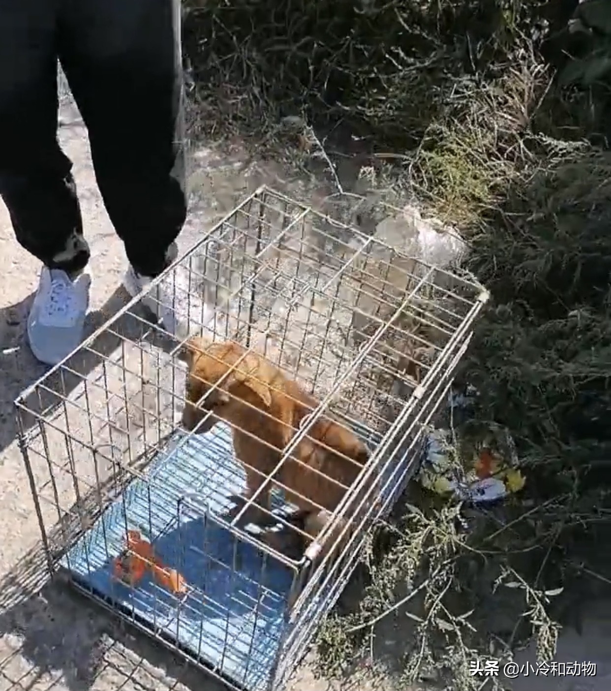 狗狗屁股腐烂 肉已经被蛆虫腐蚀很大一个洞 太狠了 来帮帮它吧 宠物 爆资讯新媒体平台