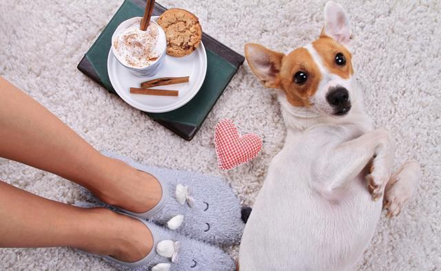 原来养狗有这10大“福利”，怪不得养的人多，我也想养一只