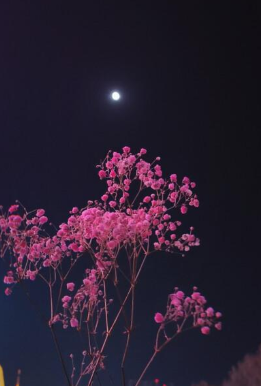春宵一刻值千金，十首春夜的诗词，飘着淡淡花香的味道-第4张图片-非凡网