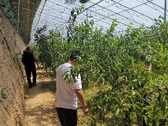 COR-冠菌素，冬枣脱青着色的关键技术，想提高收益的来看看