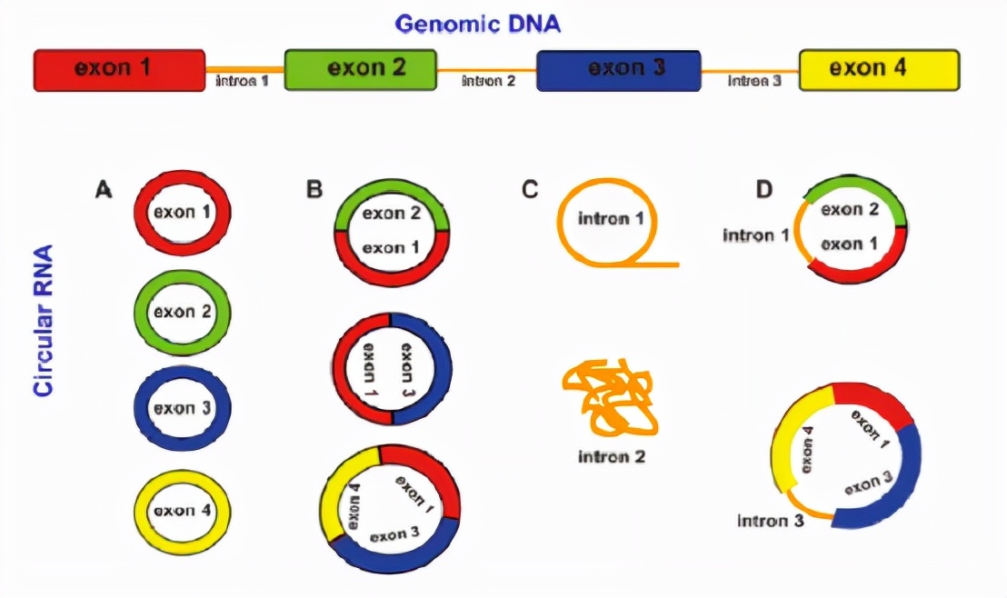 什么是环状RNA(circRNA)+查找circRNA序列步骤