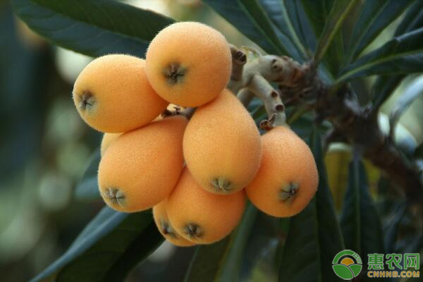 2020年枇杷价格多少钱一斤？枇杷种植能赚钱么？