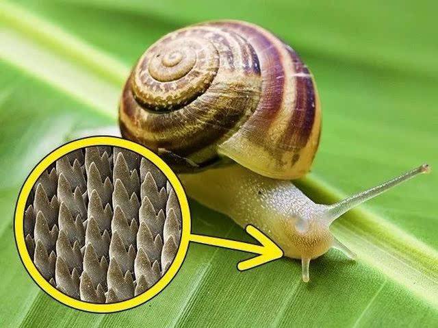 问世间谁的牙齿最牛逼？盘点动物界的那些奇异的牙齿