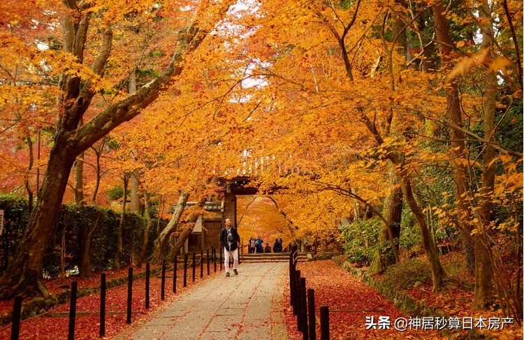 最令人期待的日本之秋，莫过于这一抹红