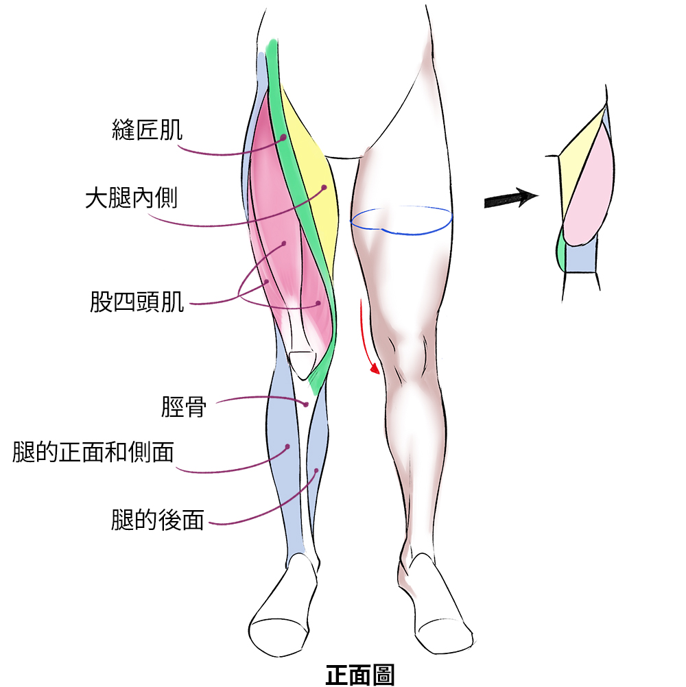 绘画新手如何快速画出人体肌肉？人体肌肉绘画指南