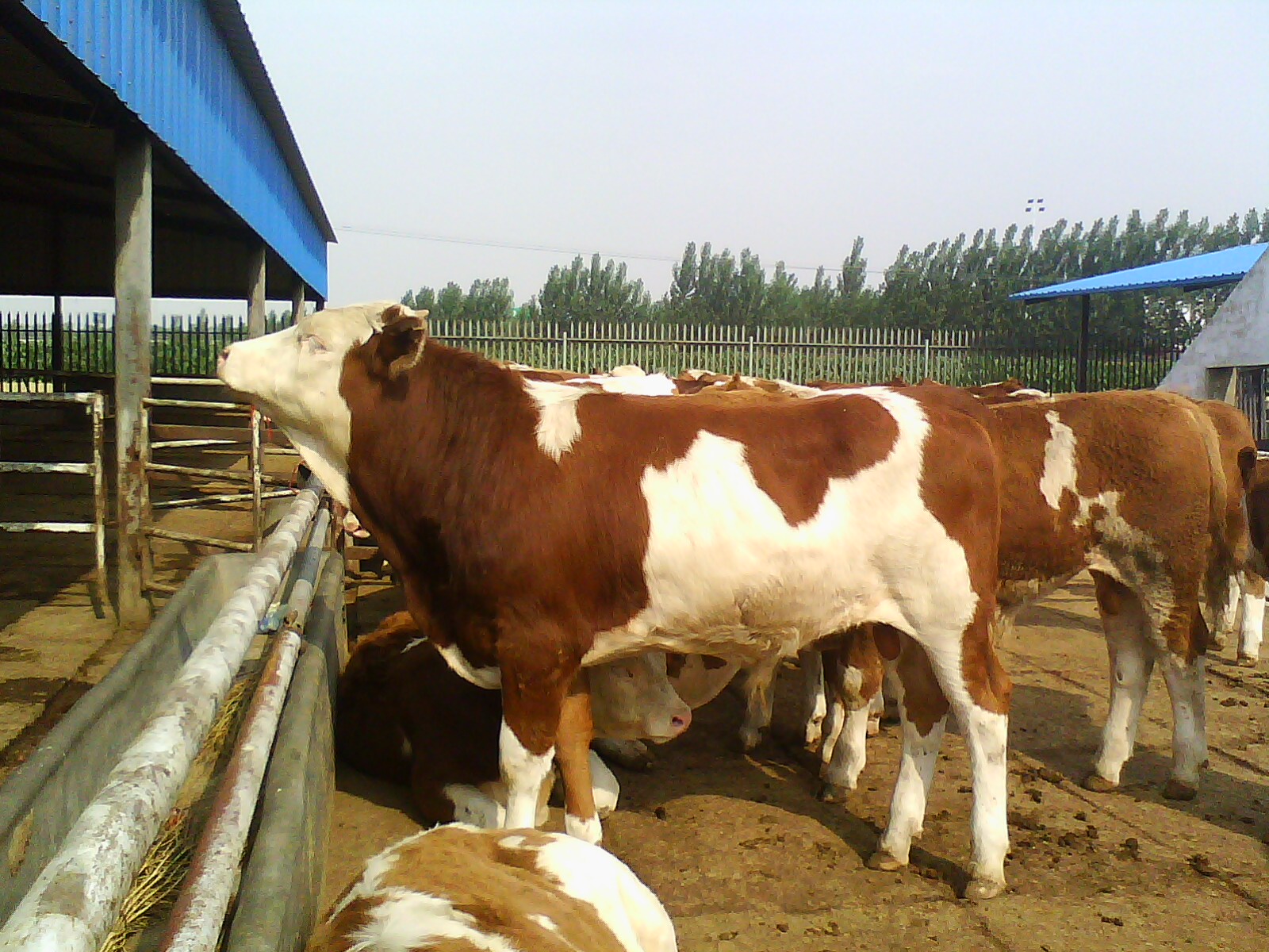 Prepare 300 thousand investment to raise a cattle, a few years can you call in total cost? 