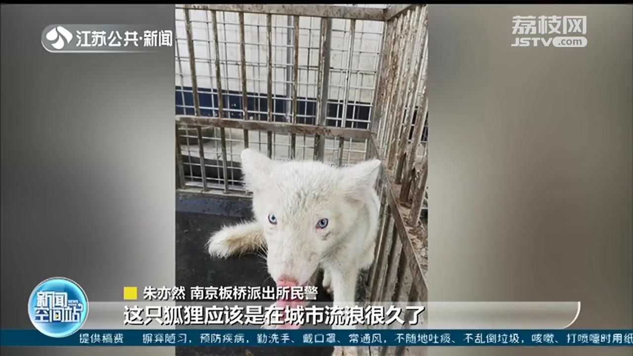 报警！小区里有流浪狗扰民 抓捕！原来是只狐狸