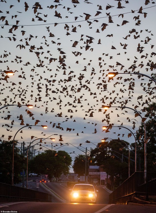 8万只蝙蝠入侵澳洲小镇，到处是粪便，恶臭不断，居民欲哭无泪