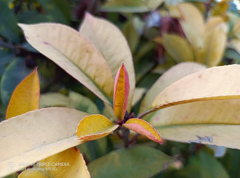 Does video example belong to 1000 yuan of machine millet type? Realme V15 talks with prospectus