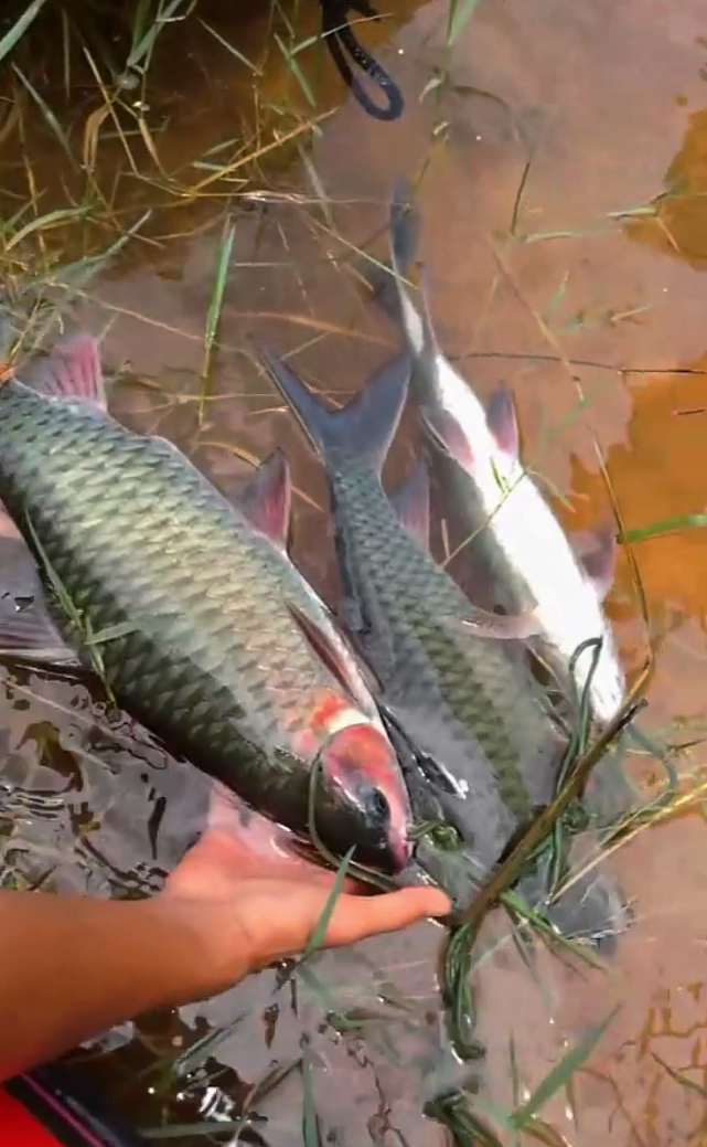青竹鲤体型像草鱼鳞片鱼嘴像鲤鱼