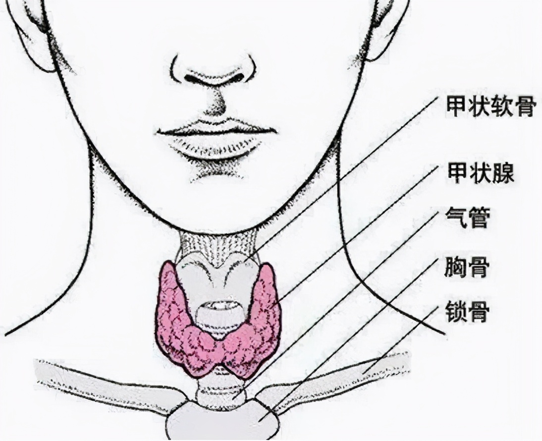 甲状腺结节图片素材-编号19651768-图行天下