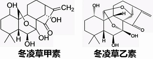冬凌草，中国仙草