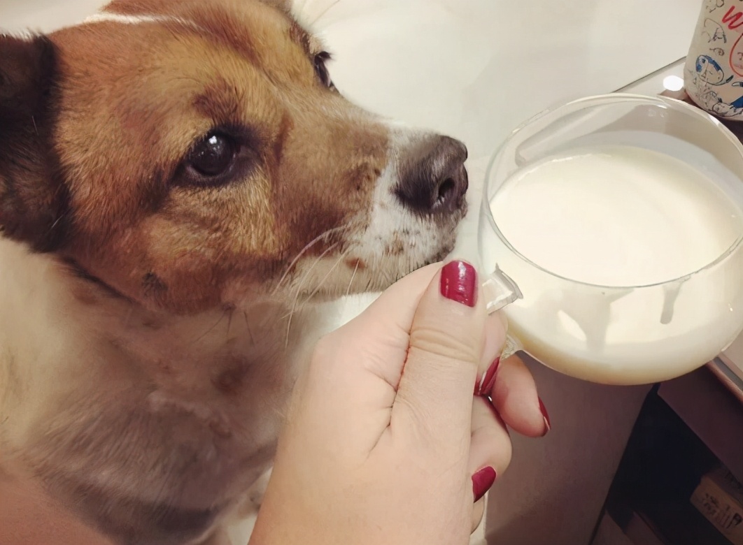 为什么不能给狗狗喝“牛奶”？
