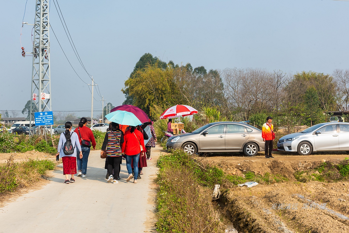 10亩风铃竟吸引数万广东大妈前去打卡，村民：都是闲得慌