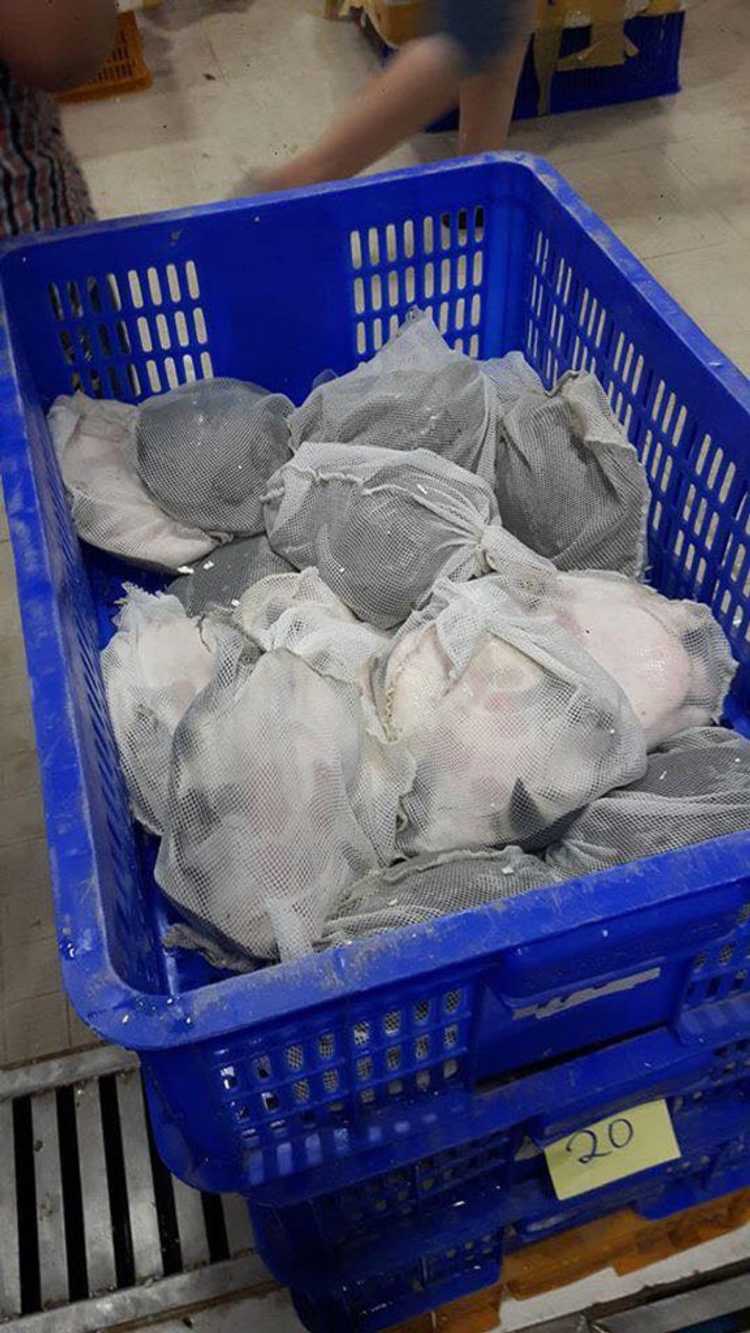 因中国人爱吃，柬埔寨养鳖业有点火