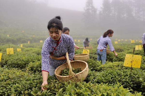 精准脱贫｜湖南安化黑茶让9.6万贫困人口“脱贫摘帽”