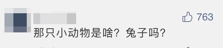 热议-嫦娥五号着陆瞬间:小动物抢镜,预示着什么、到底是玉兔还是沙狐